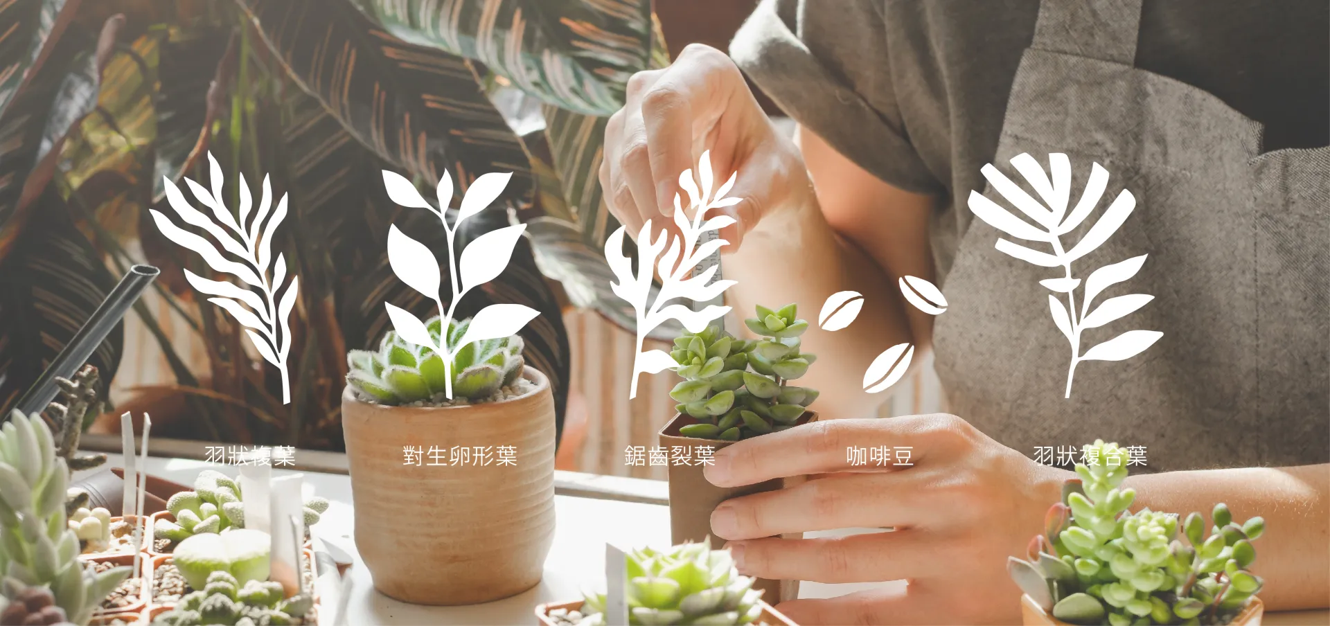 品牌輔助圖形，葉形與咖啡豆視覺元素設計